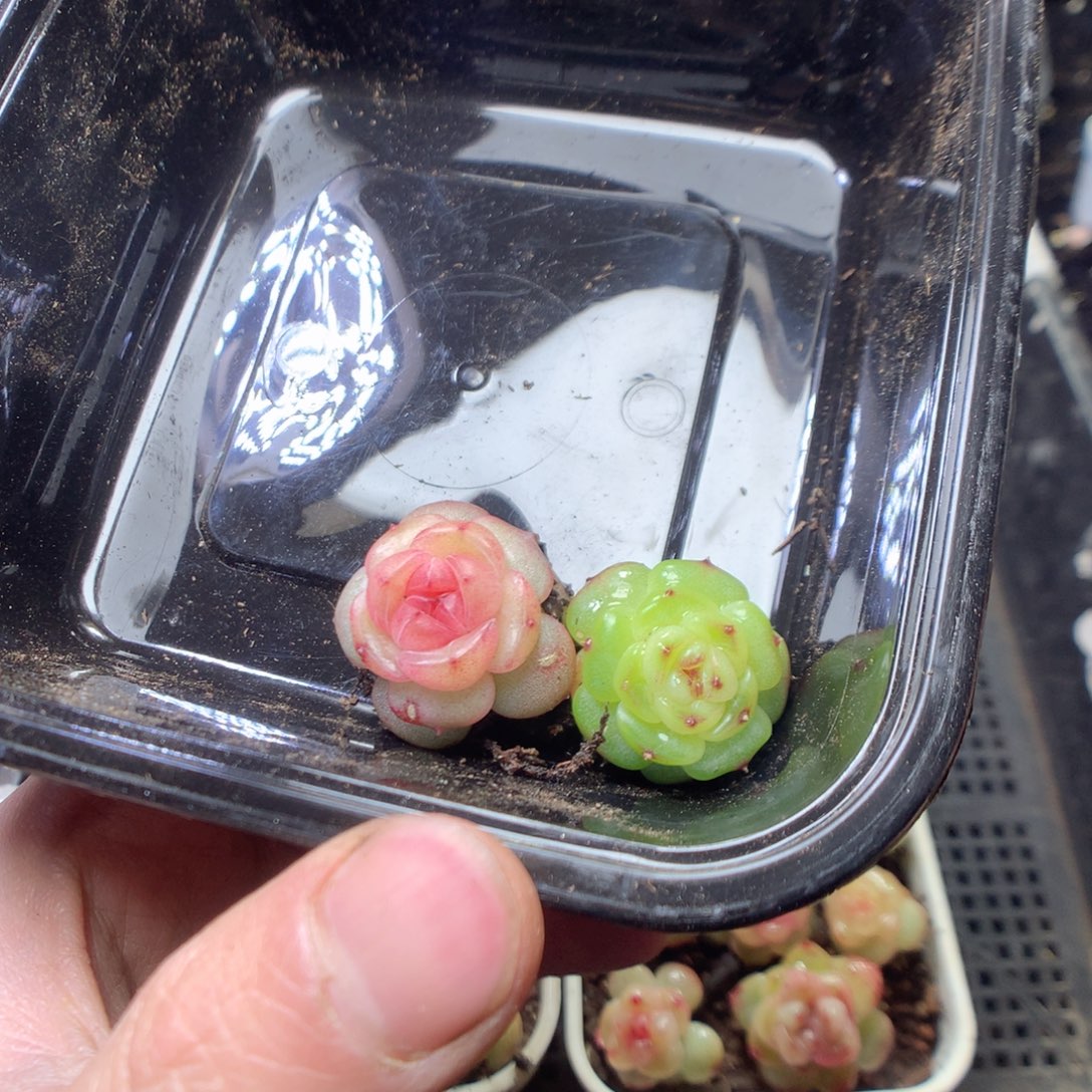 毛***嗨无花朵W108。yyyyyyyy