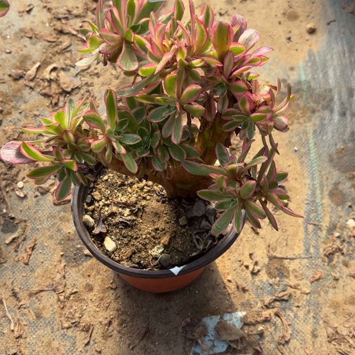 女巫砍头朵不包断头多肉2234