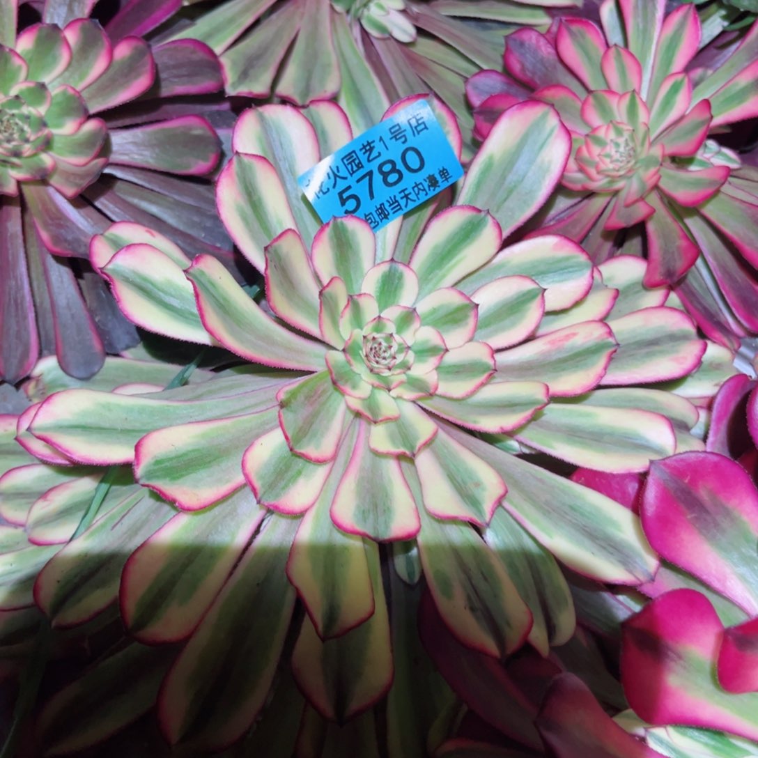 预言仙子5780多肉植物