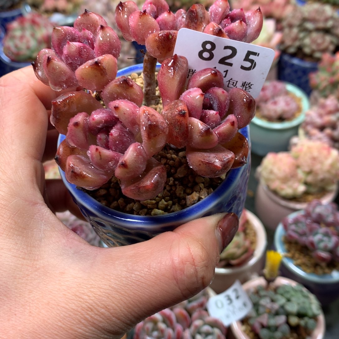 精控拇指盆1.1825