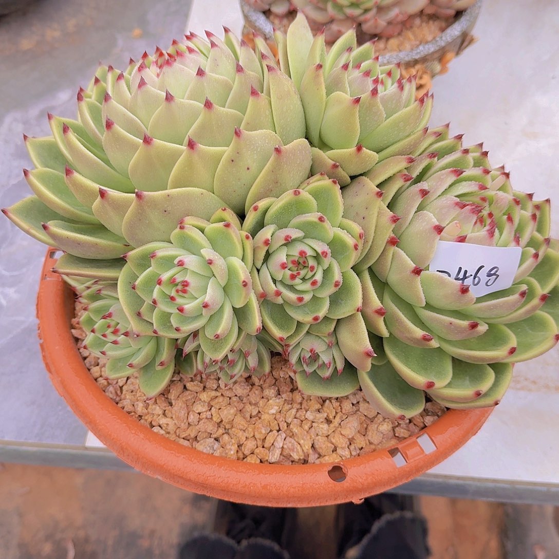 2468蓝龙多肉植物