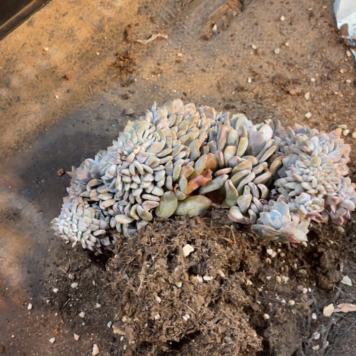 闪***屁梦露缀化满20包邮脱土发货