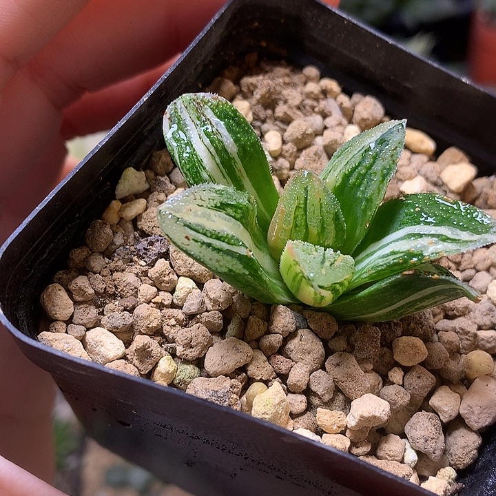 毛蟹寿锦daiufotuxkloo