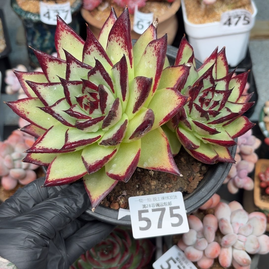 乌木双头无盆土发货
