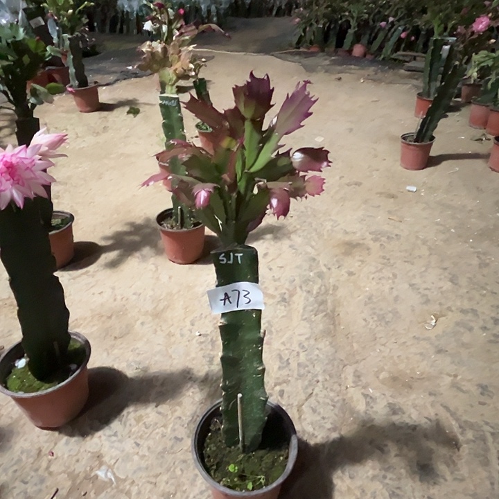 完全开放a73桑吉塔