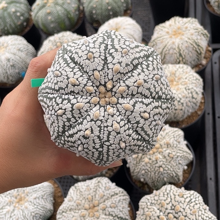 超兜瑕疵特价不退换