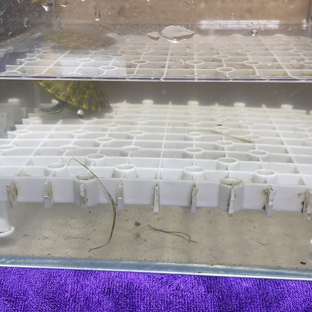 不分公母宠物龟格兰德
