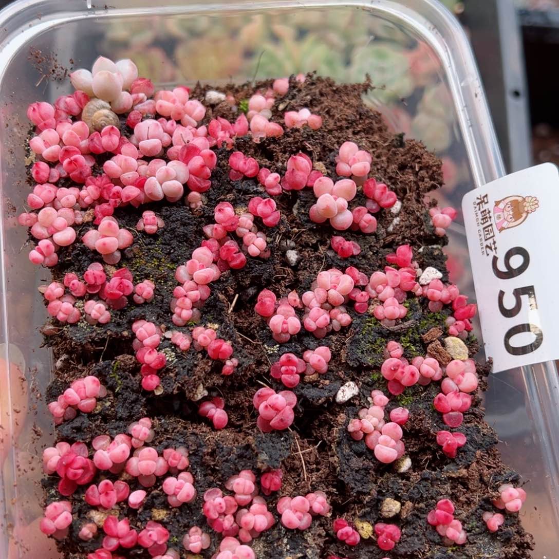 多肉植物多肉植物