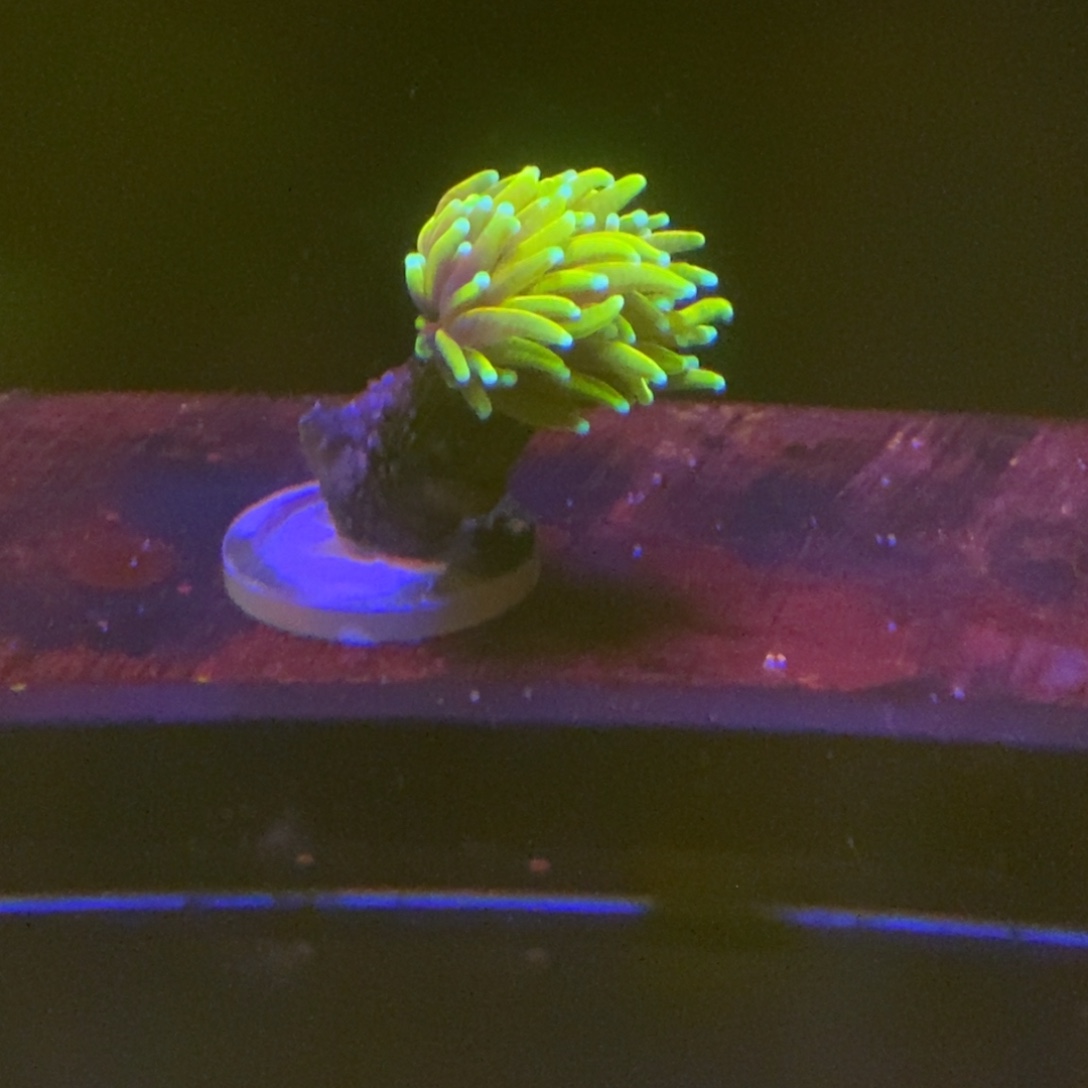 纽扣珊瑚一物一拍