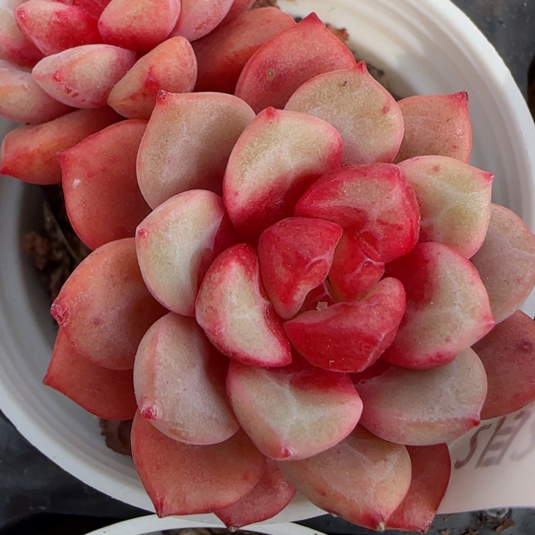 花语逸镜0225-106