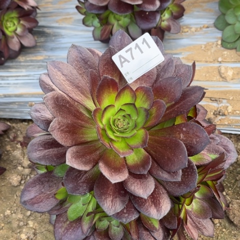 多肉植物黑骑士捧花