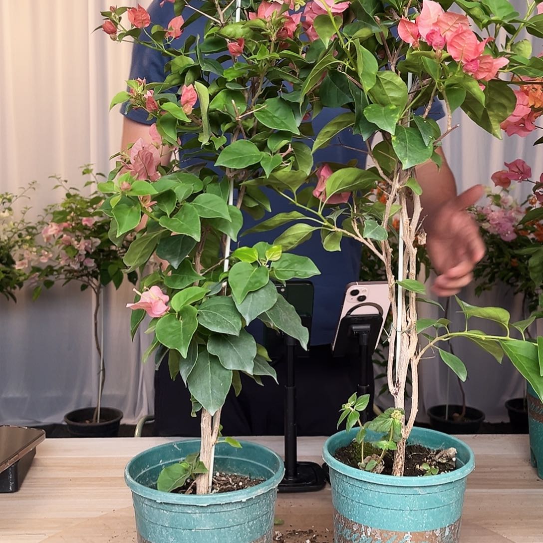 当前无花栽培后可以开花不甜西瓜带竹一颗