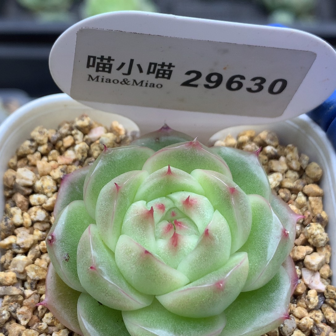 多肉植物杂交珍妮
