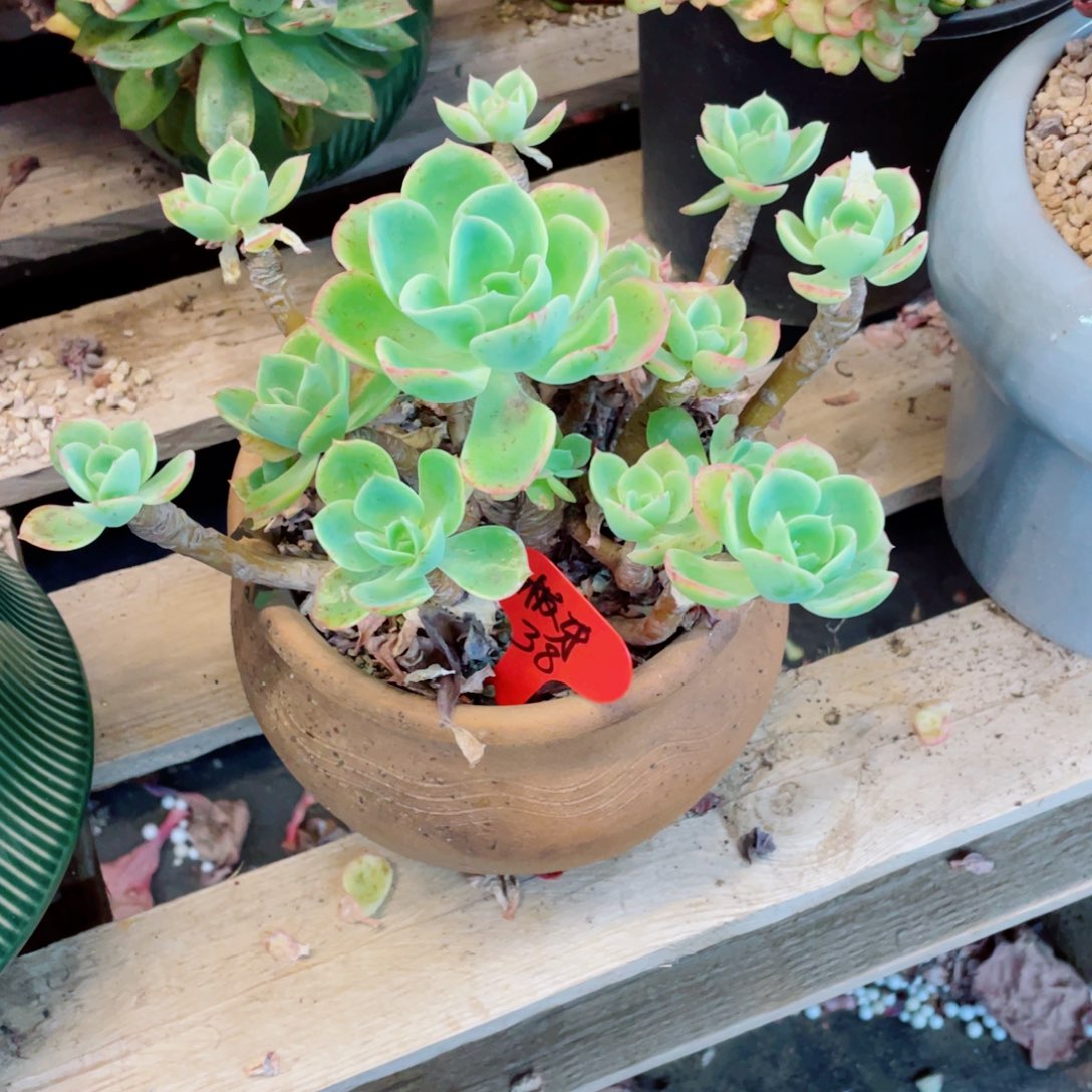 板牙，柠檬玫瑰，，周老太多肉