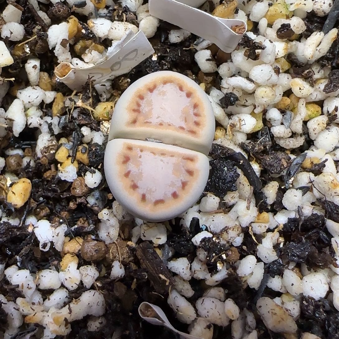 11.21。  216饼干。  2035