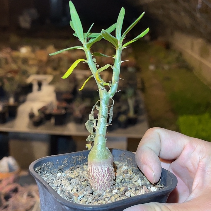 满38包邮2天凑单，脱土晾根发货多肉植物