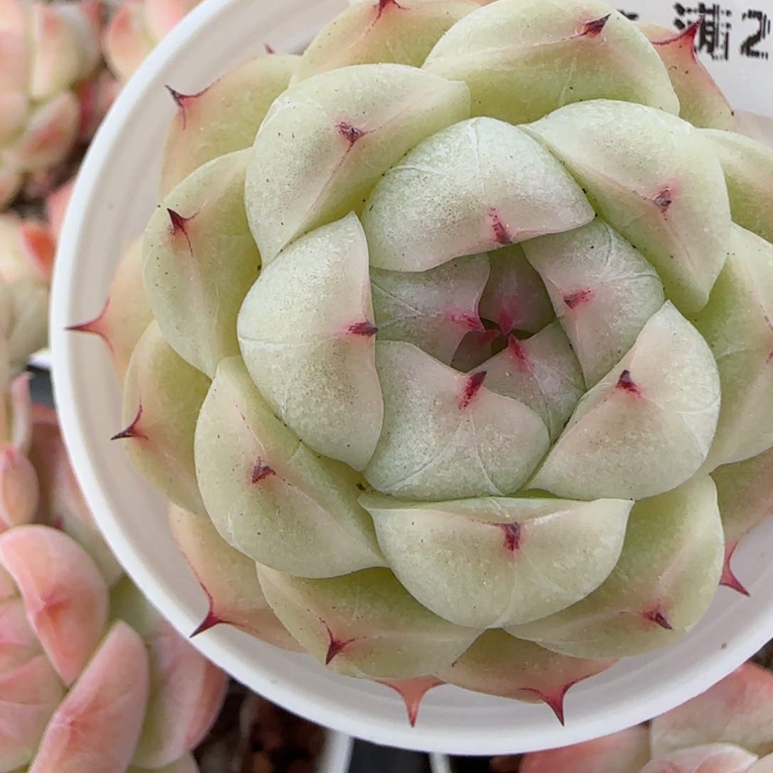 花语逸境0222-307