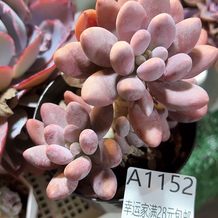 幸运的是我的朋友们