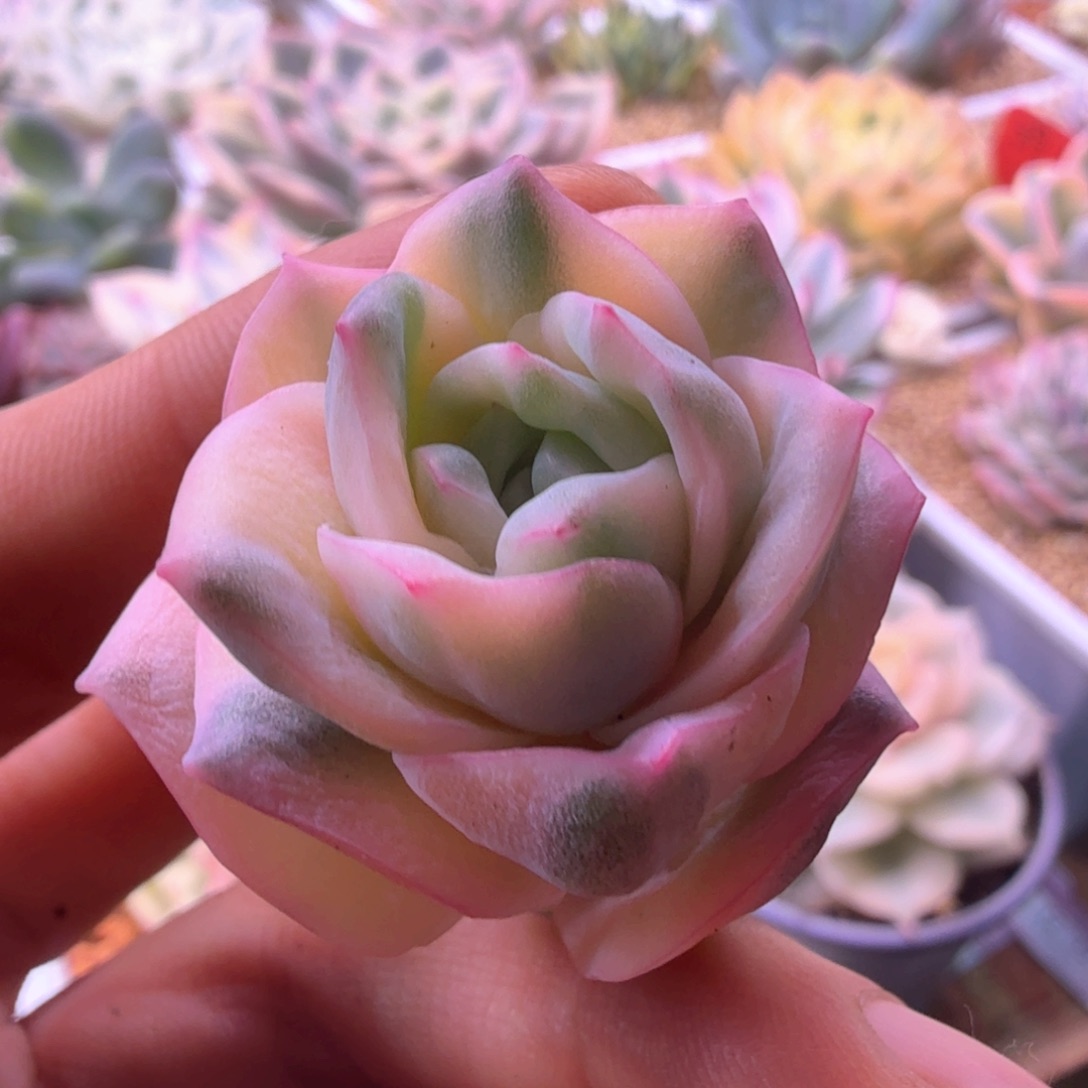 可爱玫瑰彩锦 多肉