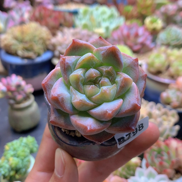 一物一拍含盆土满38包邮B798