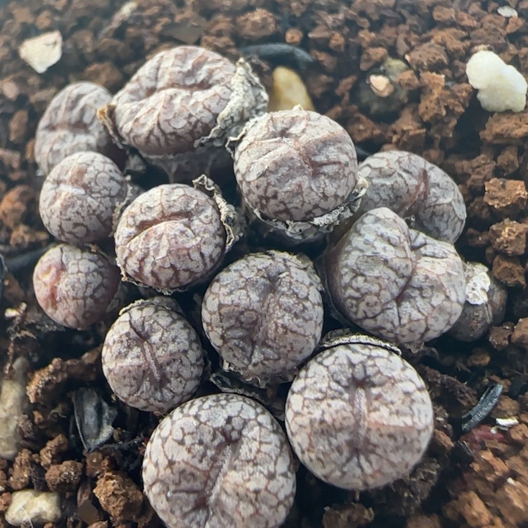 1.27多肉康菩提一群80号