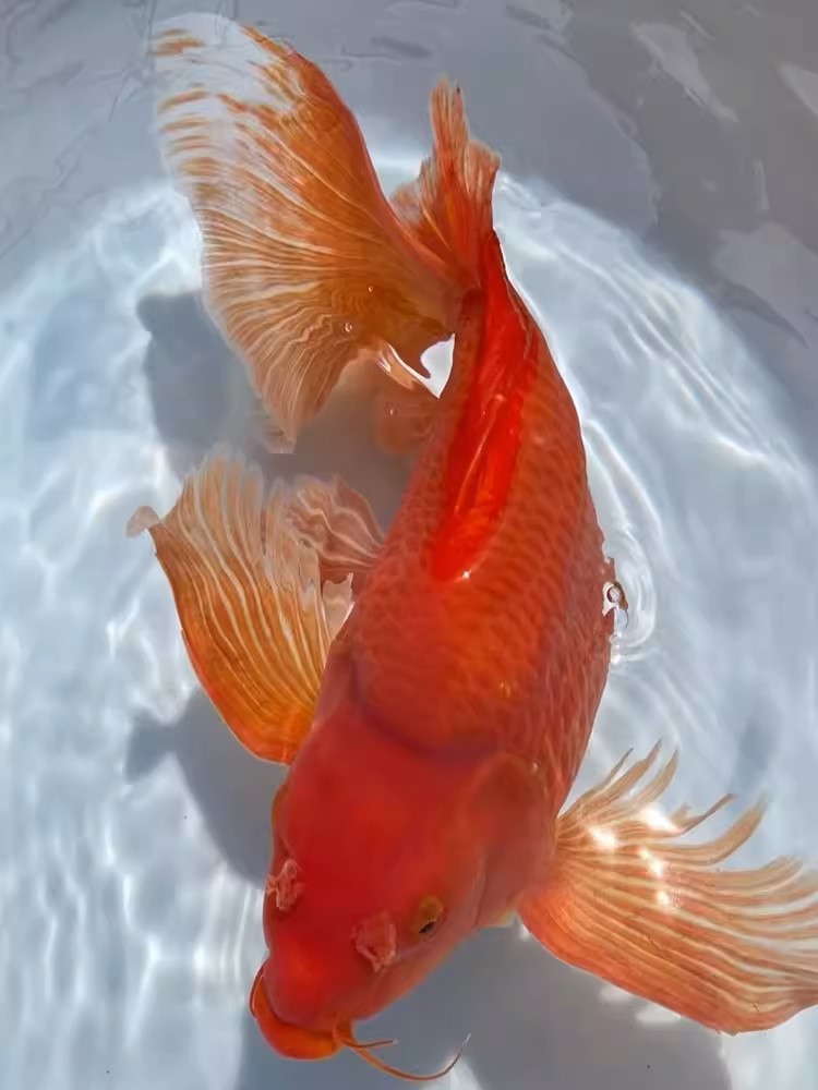 精品渔场16---18红蝴蝶鲤鱼好养混养蝴蝶鲤观赏鱼