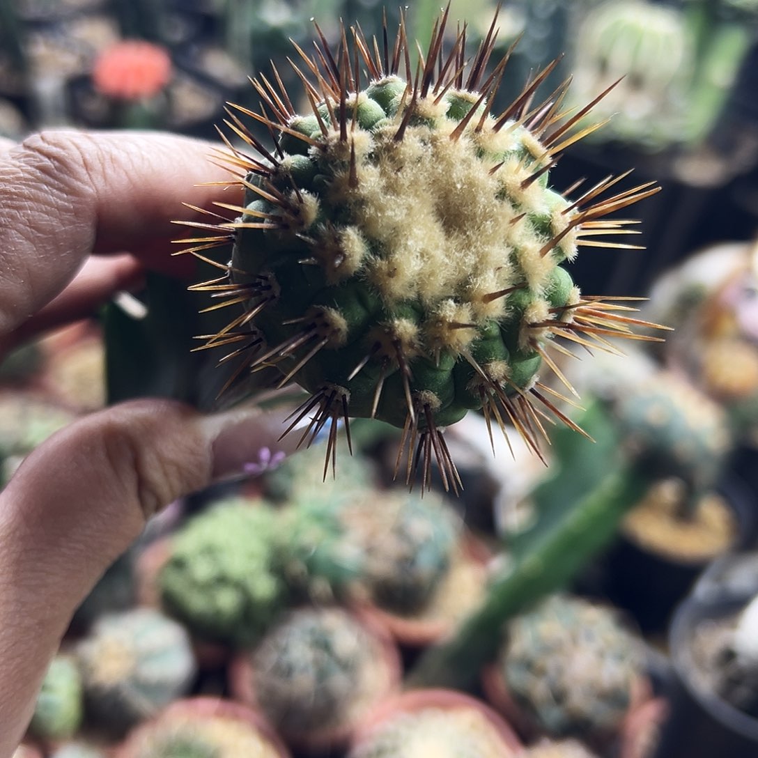 金刺孤龙仙人球111111111111