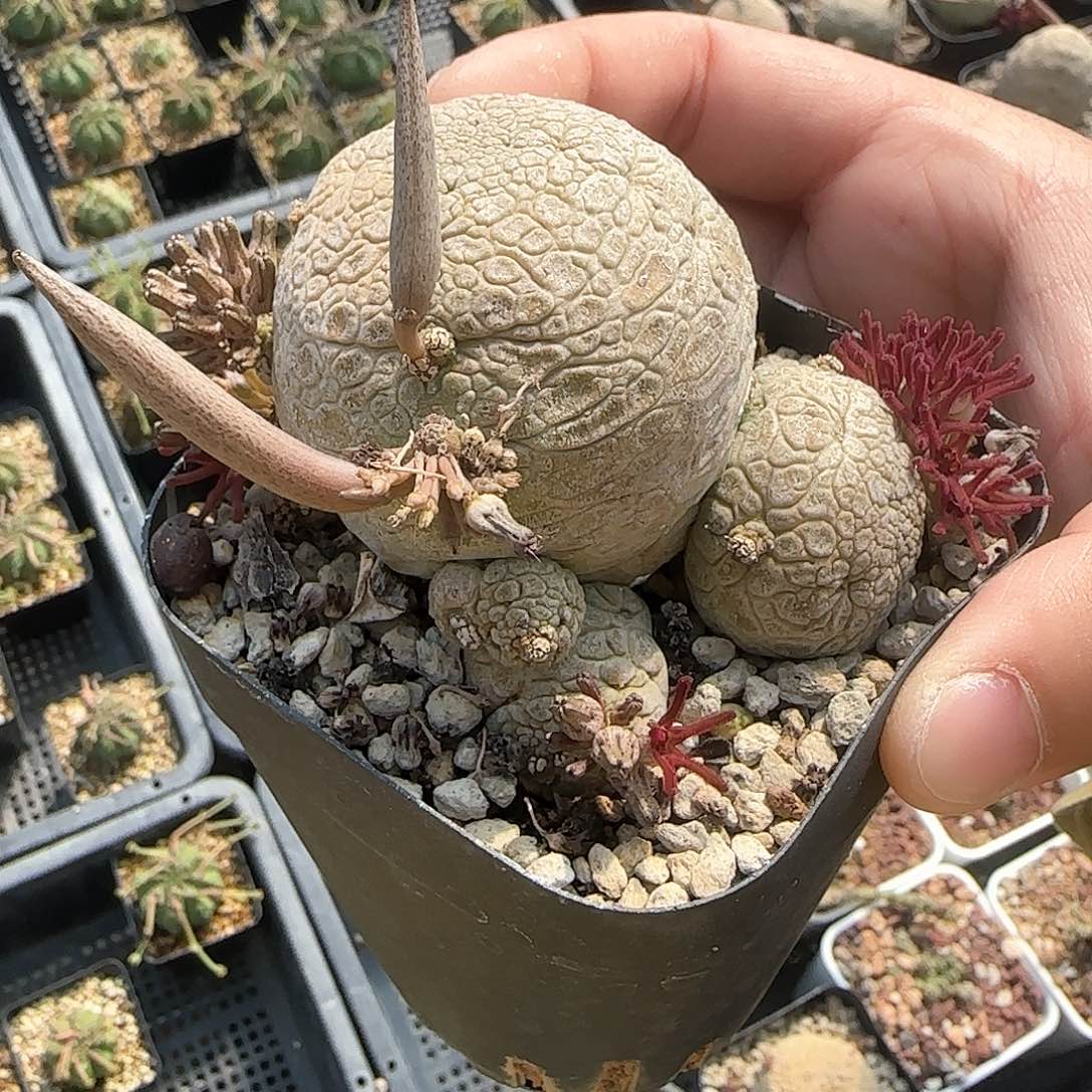 多肉植物 凝蹄玉 实生