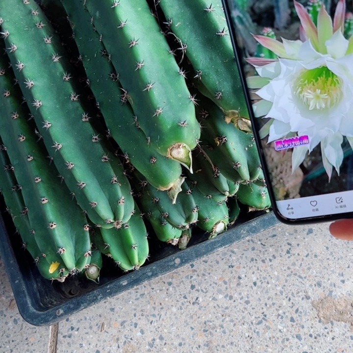 15黑刺斑歪无根侧芽20公分以上20包邮