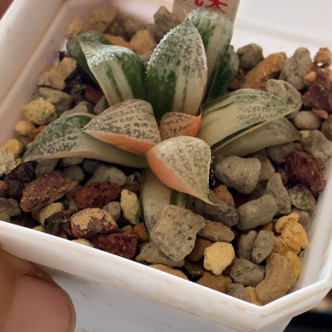 143号特选青蟹锦多肉