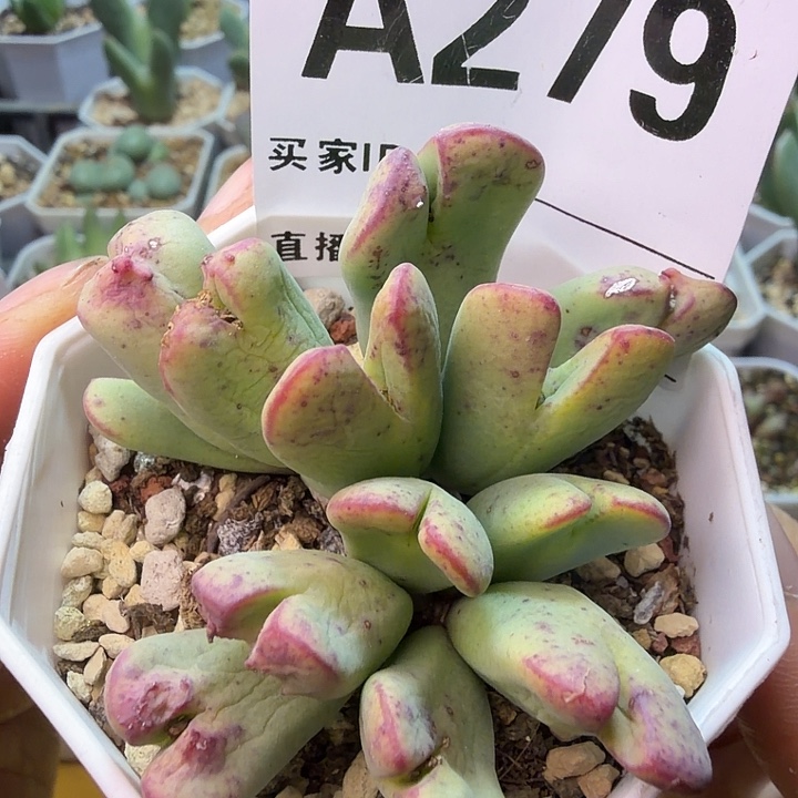 279。满38包邮肉锥