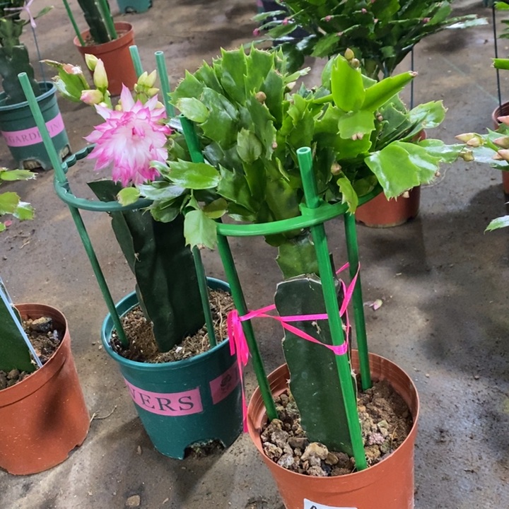 当前无花栽培后可以开花琥***猫875嫁接红索