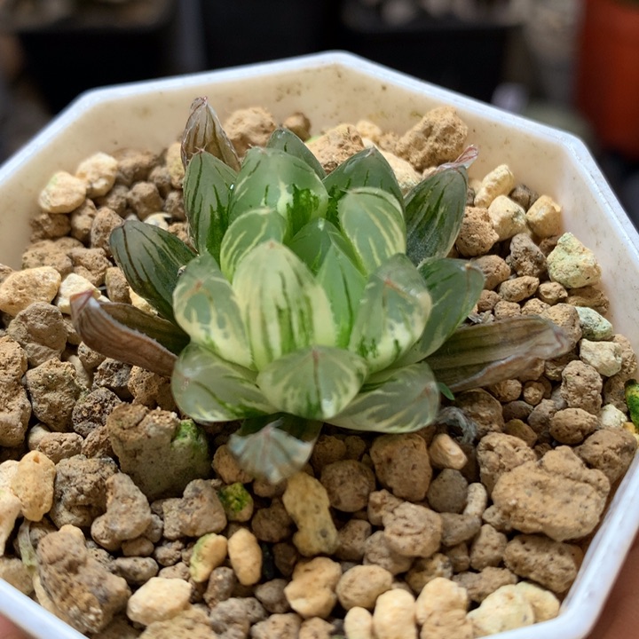 龙鳞玉露锦带盆土发货