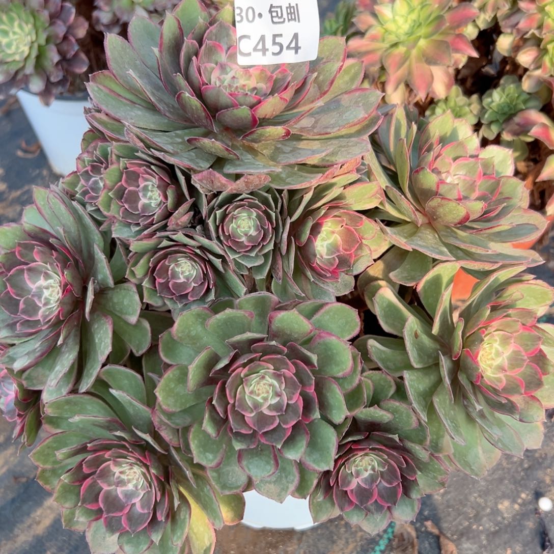 454粉花妖多肉法师