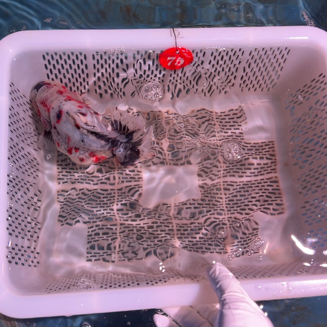 之***张海水鱼你好意思了不