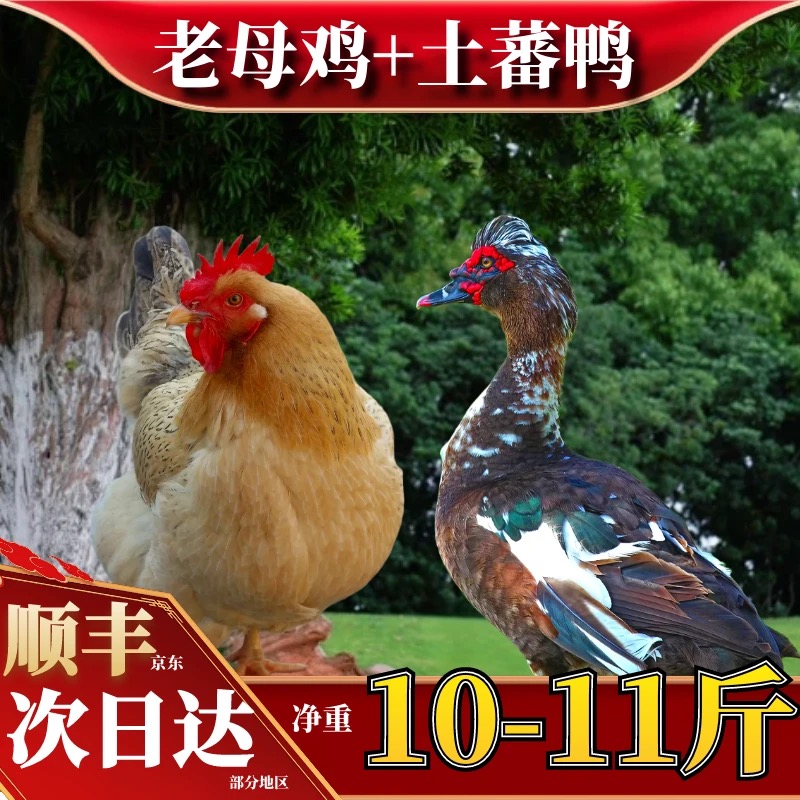 【喜宝家】 3只3年黄油老母鸡+赠1只番鸭 4只总重10-11斤
