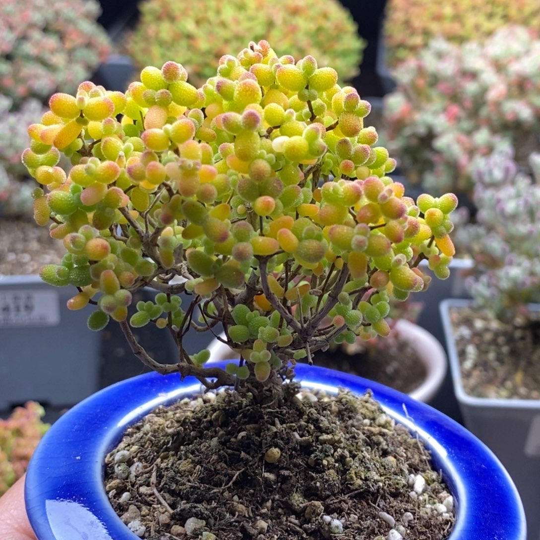 降***澪814金桔糖球 。     