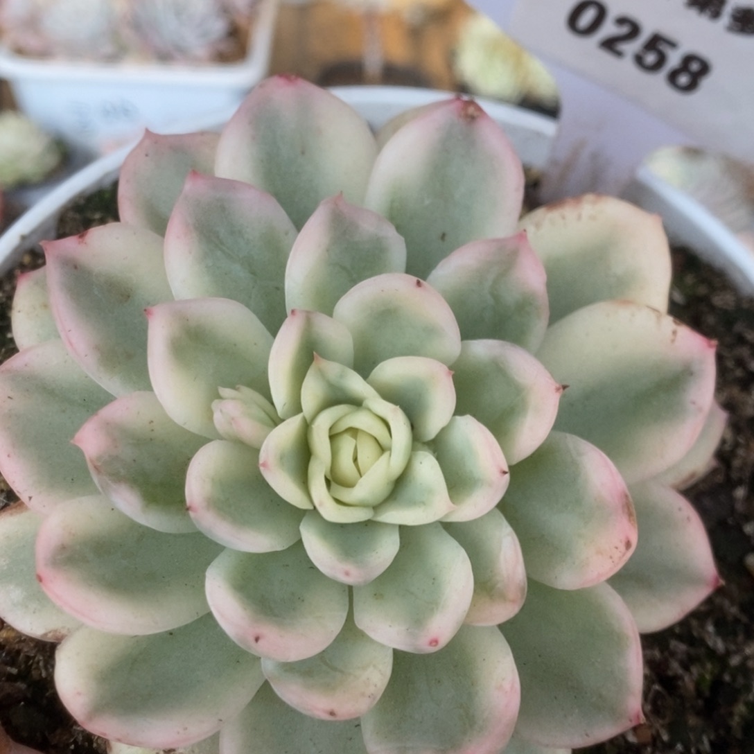 258寒酥锦锦锦锦锦锦