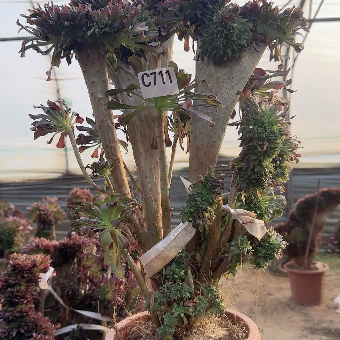 711黑法师一颗呀呀