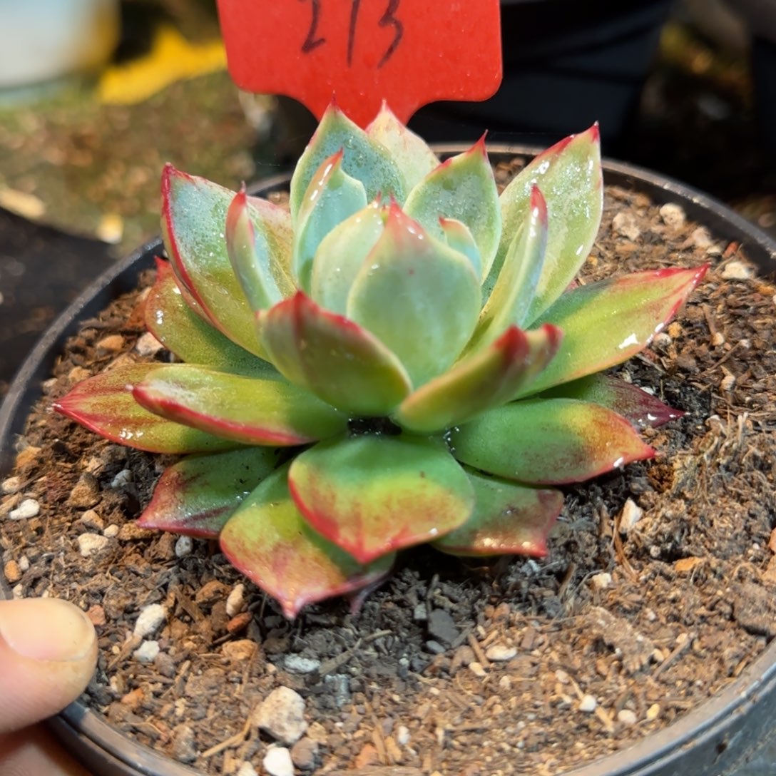 立叶外翻拉丝惊鸿一物一拍包装收缩花旱273