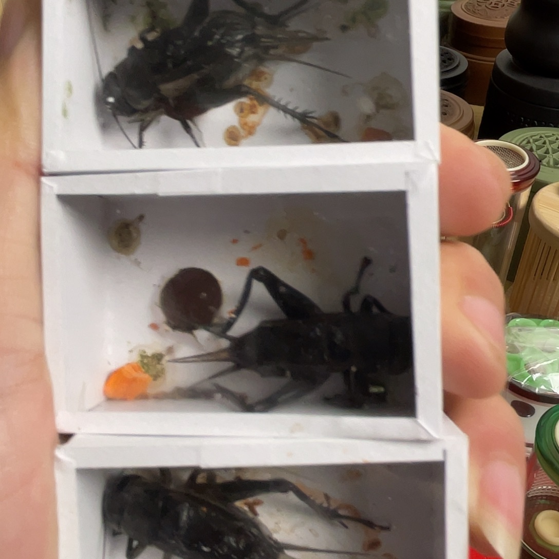 福利油葫芦3只，40