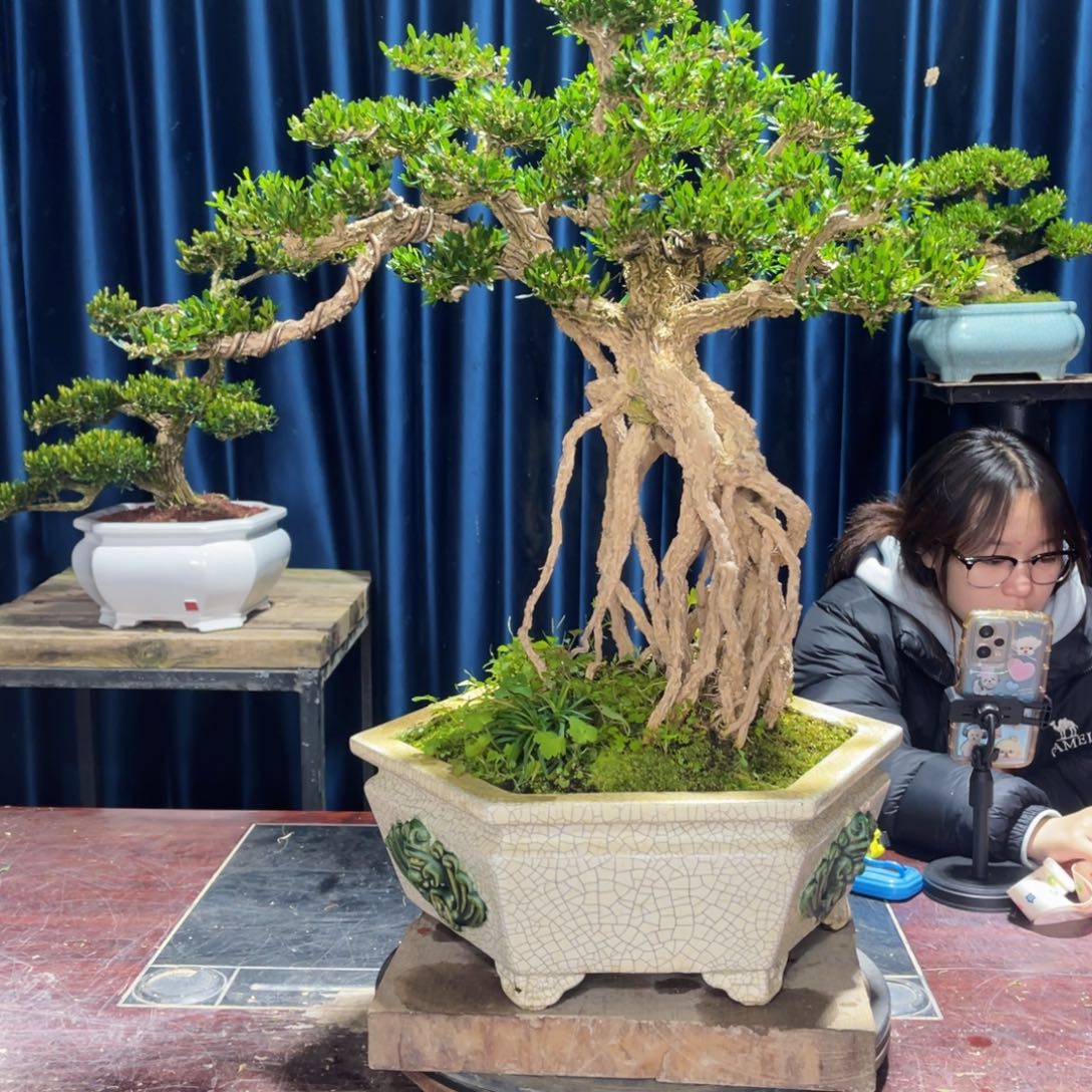 四季常青老桩黄杨盆景