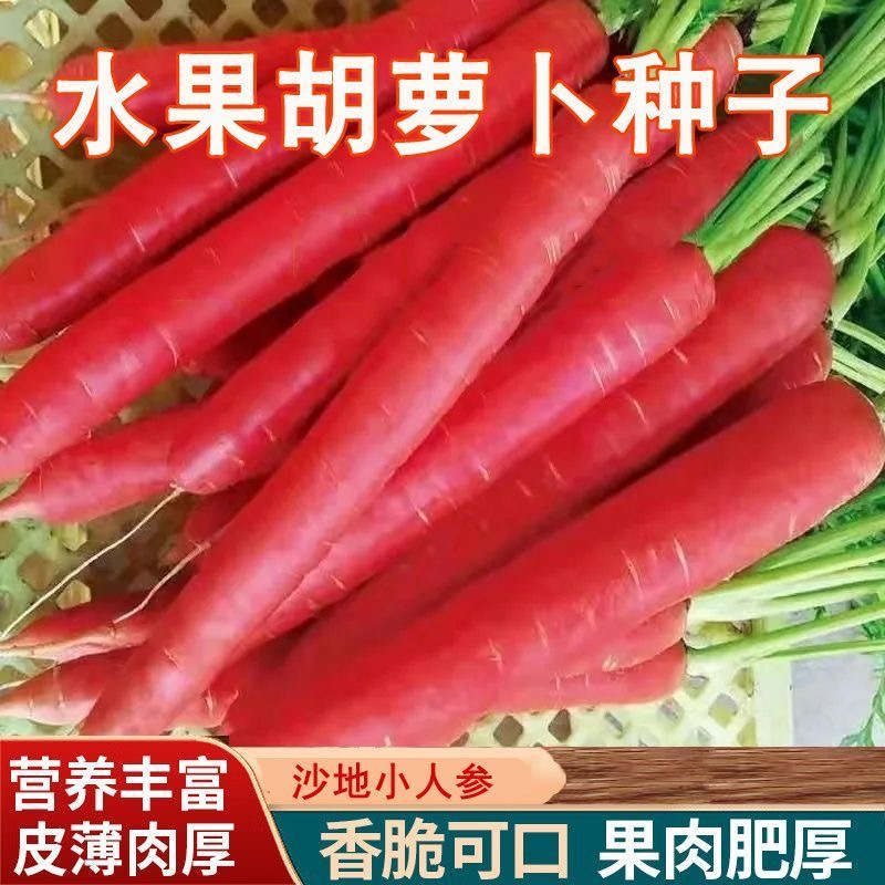 【新种上市】水果胡萝卜种子生吃甜脆透心红胡萝卜种子萝卜种子菜籽