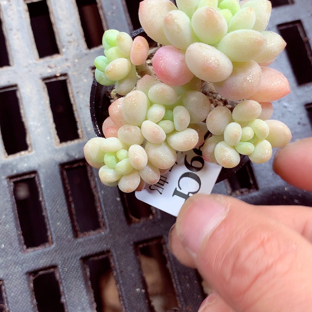 5厘米盆精控多肉299