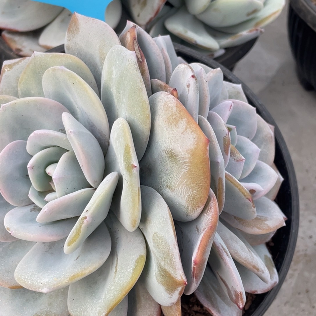 1126-29-韩版奶茶大双头老桩一颗