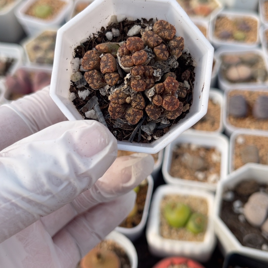 多肉植物一物一拍20