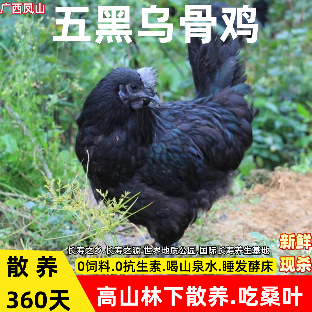 （散养吃桑叶）五黑乌骨土鸡凤山长寿之源五谷毛鸡3.5斤左右