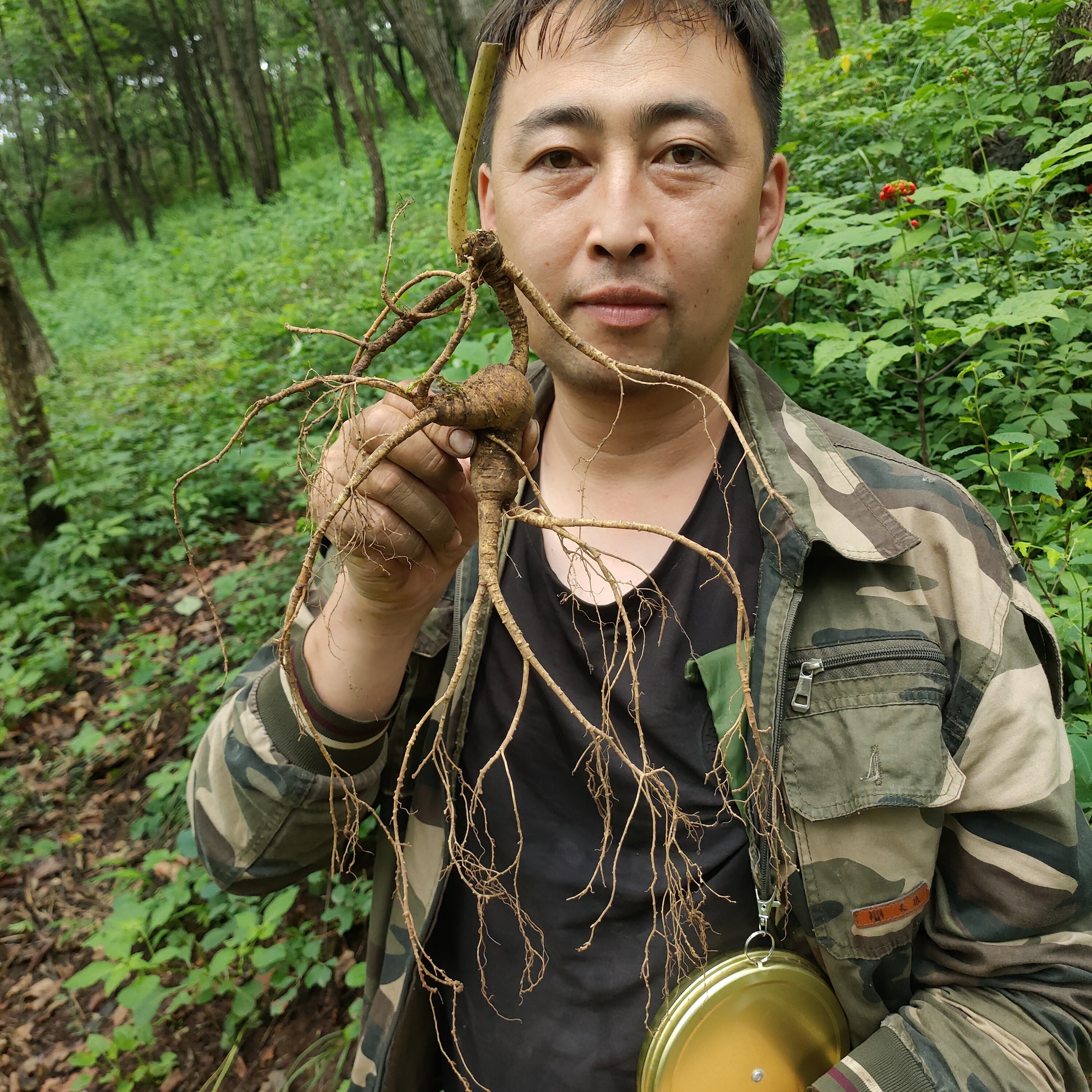 鲜人参（拍货链接一颗）