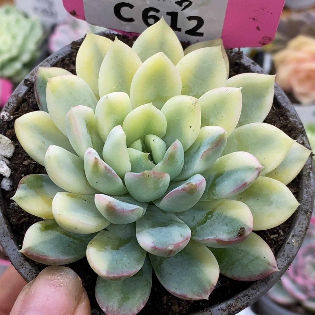 612头盖哈哈哈哈哈哈哈