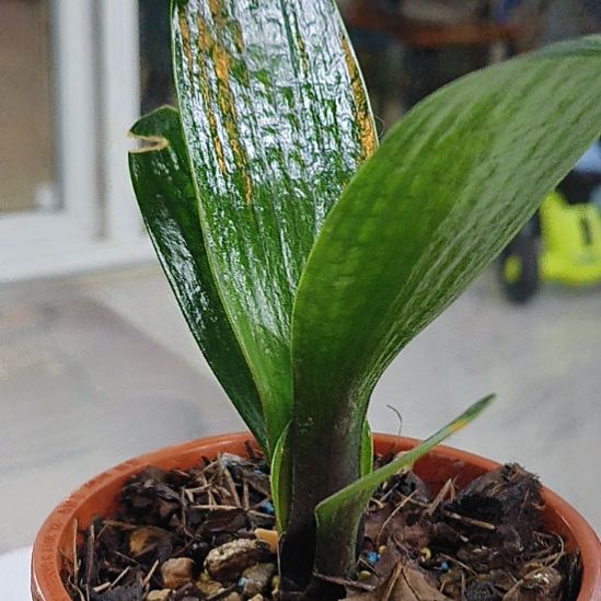 无花朵尘歌壶健健康康看